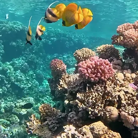 Coral Sultan Private