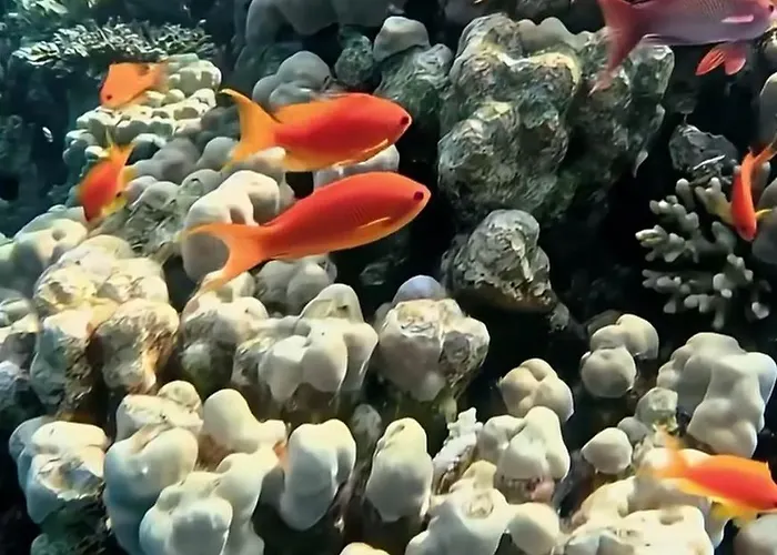 Üdülőközpont Coral Sultan Private Sarm es-Sejk