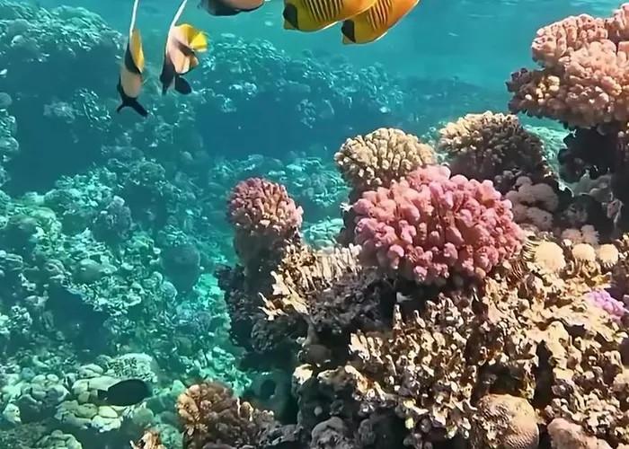 Coral Sultan Private