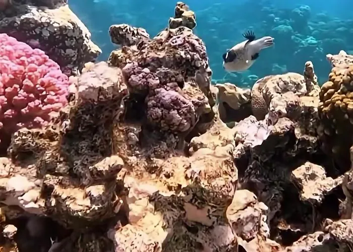 Coral Sultan Private *