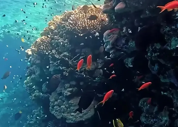 Coral Sultan Private Sarm es-Sejk
