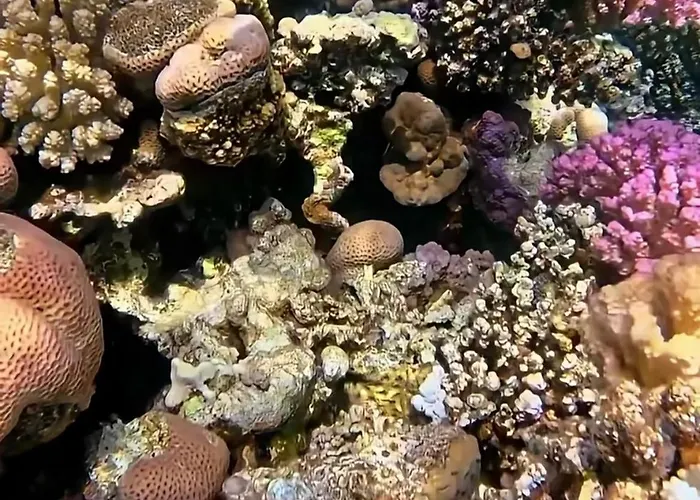 Coral Sultan Private